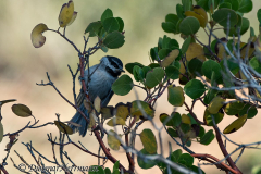 Mountain-Chickadee-Bryce-Canyon-D800E-035359