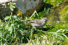 Pine-Siskin-D800E-040944
