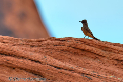 Says-Phoebe-Valley-of-Fire-D800E-034272