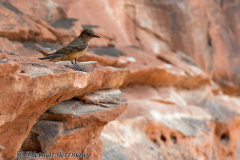 Says-Phoebe-Valley-of-Fire-Zimtbauch-Phoebetyrann-D800E-034298