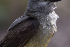 Western-Kingbird-D500-023756