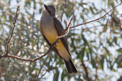 Western-Kingbird-Lost-River-D300S-205579