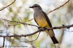 Western-Kingbird-Lost-River-D300S-205666