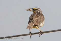 Western-Meadowlark-D500-024836