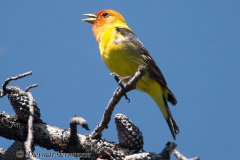 Western-Tanager-Grand-Teton-singt-D800E-041426