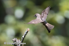 Willow-Flycatcher-D850-156043