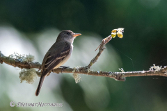 Willow-Flycatcher-D850-156235