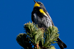 Yellow-Rumped-Warbler-D500-009493