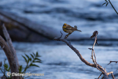 Yellow-rumped-Warbler-D500-030816