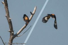 Black-headed-Grosbeak-D800E-041725-26