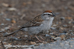Chipping-Sparrow-D850-128289