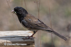 Dark-eyed-Juncko-D850-143237