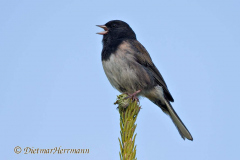 Dark-eyed-Junco-D500-009580