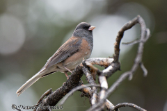 Dark-eyed-Junco-D800E-042638