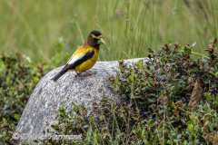 Evening-Grosbeak-D850-127365