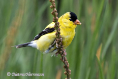 Goldfinch-D500-013687