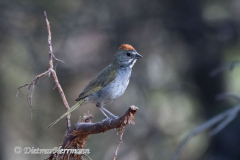 Green-tailed-Towhee-D500-030743