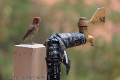 House-Finch-D800E-034263