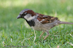 House-Sparrow-Fahrt-nach-Salem-D300S-206868