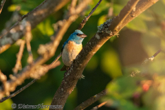 Lazuli-Bunting-Ankany-D300S-207560