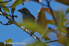 Savannah-Sparrow-D500-013412