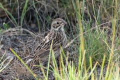 Savannah-sparrow-Yellowstone-NP-D300S-202264