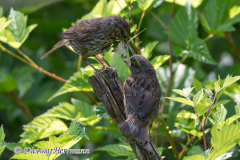 Song-Sparrow-D850-125278