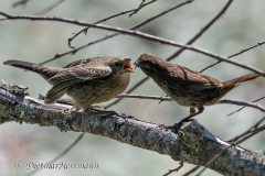 Song-Sparrow-feeds-Cowbird-D850-155830