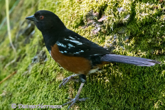 Spotted-Towhee-D500-008658