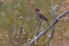 Valley-of-Fire-House-Finch-D800E-034261