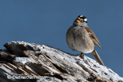 White-Crowned-Sparrow-D500-013847