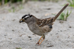White-crowned-Sparrow-D500-011745