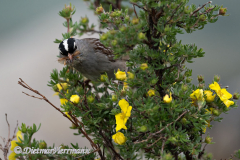 White-crowned-Sparrow-Kanada-Banff-D850-131029