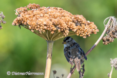 White-crowned-Sparrow-Yaquina-Head-D850-152894-98