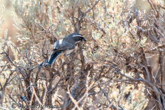 black-throated-sparrow-Schwarzkehlammer-D800E-037568