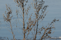 01005Z9-321315