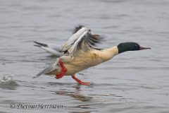 Gaensesaeger-Z9-312686_DxO