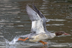 Gaensesaeger-Z9-313223_DxO