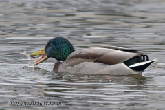 Stockente-Z9-312923_DxO