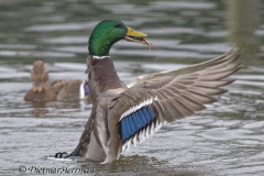 Stockente-Z9-312959_DxO