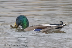 Stockente-Z9-312967_DxO