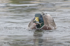 Stockente-Z9-312994_DxO