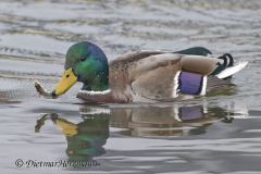 Stockente-Z9-313022_DxO