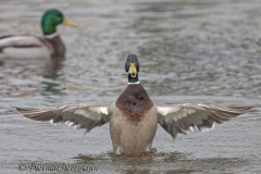 Stockente-Z9-313046_DxO