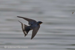 Barn-Swallow-D500-024030