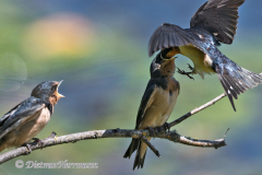 Barn-Swallow-D500-034249