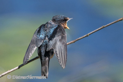 Barn-Swallow-D500-034270