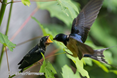 Barn-Swallow-D850-125823