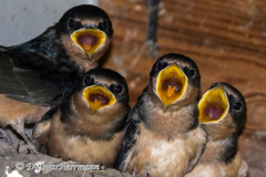 Barn-Swallow-D850-157321-Ausschnitt