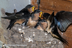 Barn-Swallow-D850-157337
